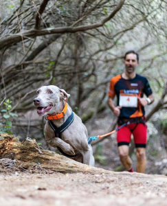 maratón con perros