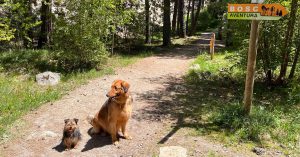 Educación canina en Andorra