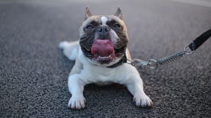 fundamentos de un buen paseo