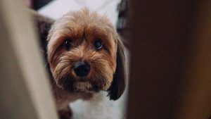 perro ansiedad por separación