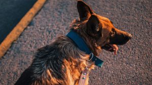 Enseña a tu perro a pasear de la correa