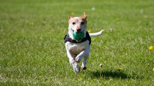 perro-responde-llamado