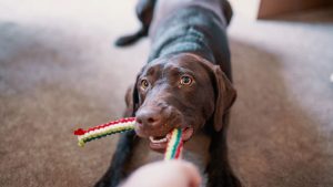 perro se porta mal tirando juguete