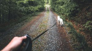 como hacer que mi perro no tire de la correa