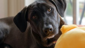 convivencia armoniosa con tu perro