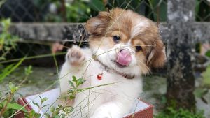 cachorro-navidad-reflexión