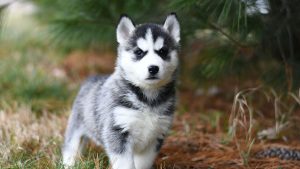 consejos educación cachorros