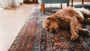 ¿Cómo ayudar a nuestro perro a tener un mejor confinamiento?