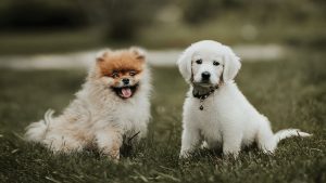 consejos-para-la-educación-de-tu-cachorro-sociabilizacion