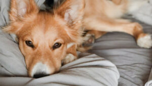 La-importancia-de-enseñar-a-descansar-a-nuestros-perros