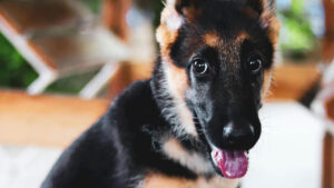 sintomas estrés en el perro