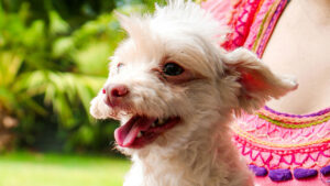 Proyecto Solidario adoptar a un perro