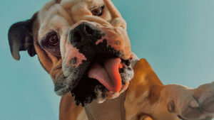 Día Internacional del Bulldog