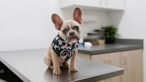 tranquilizar perro portada