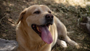 Síntomas y Consecuencias de un Golpe de Calor en los Perros