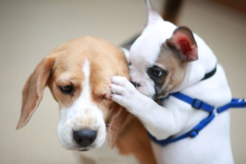 Cachorros peleas
