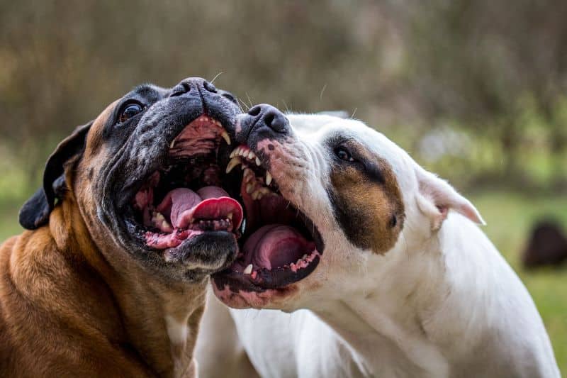 Pelea de perros