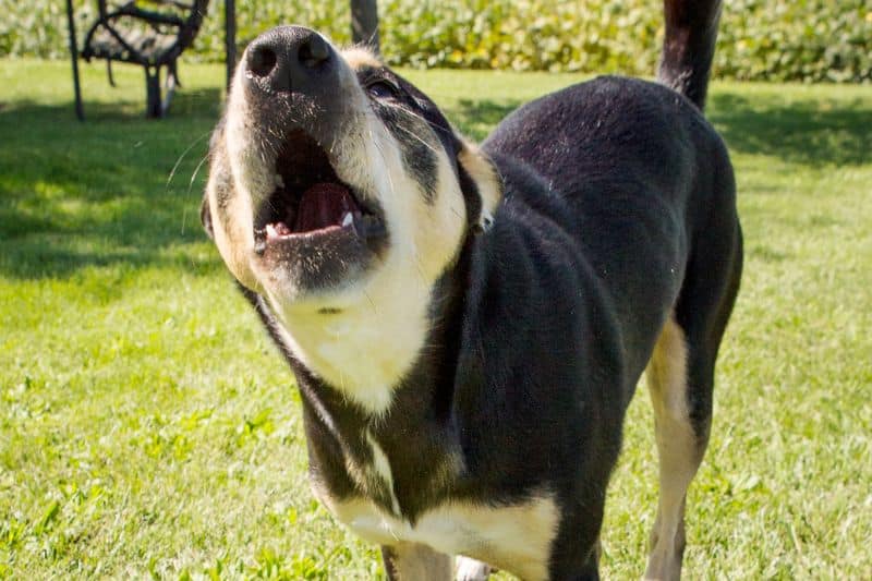 Perro ladrando pelea