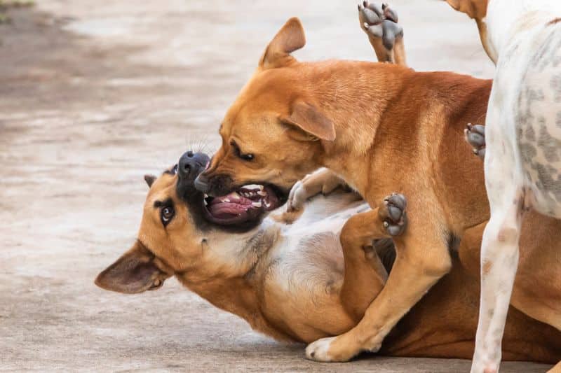 Perros peleando