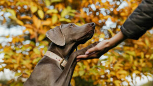 Tipos de escuelas caninas