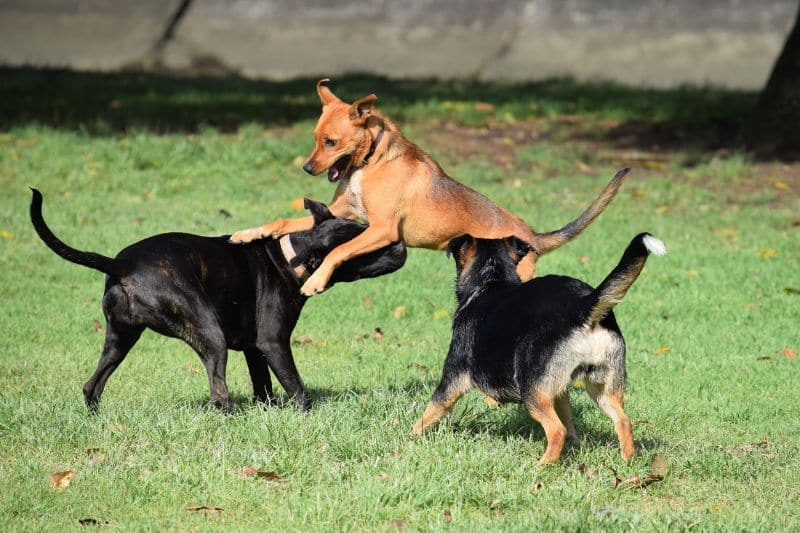 perros jugando