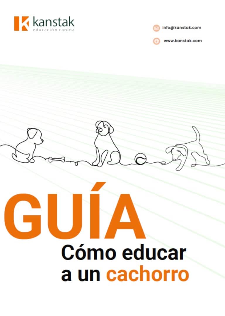 Guía Cómo educar a un cachorro