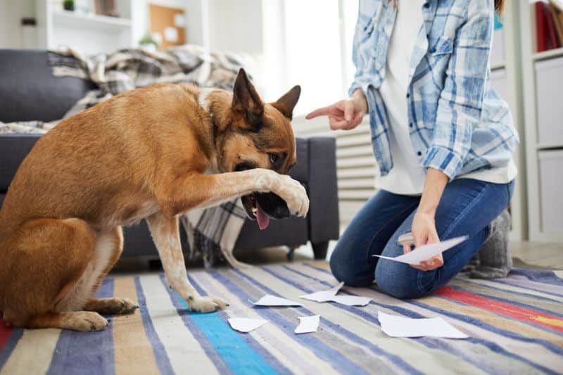 principales problemas de comportamiento en perros