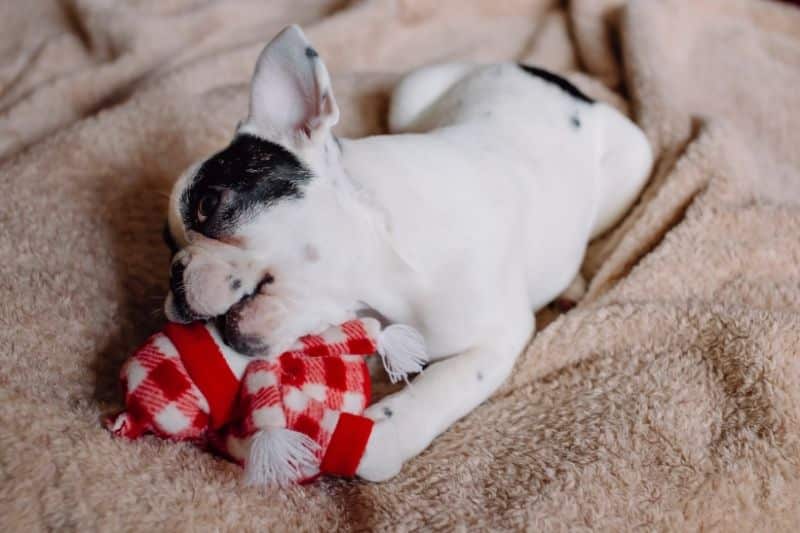 Cachorro mordiendo un juguete