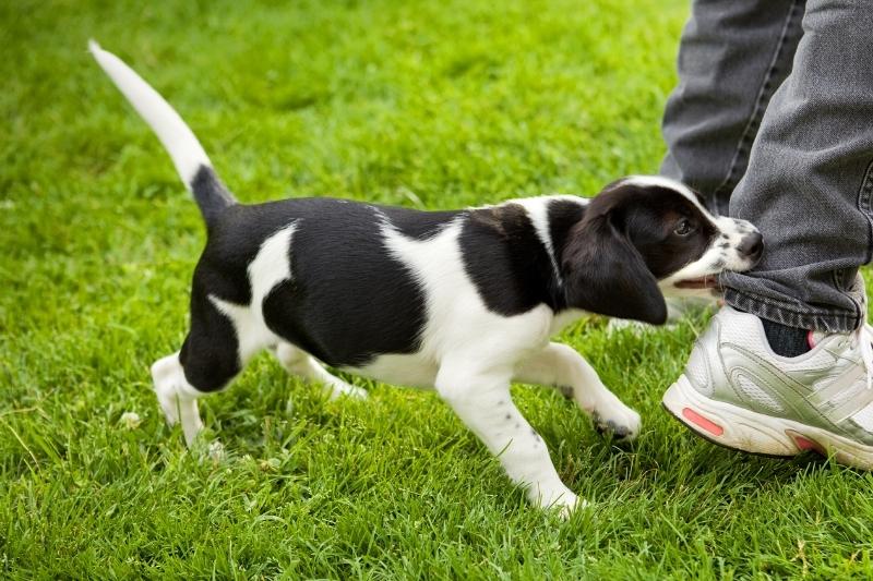 Cachorro portándose mal