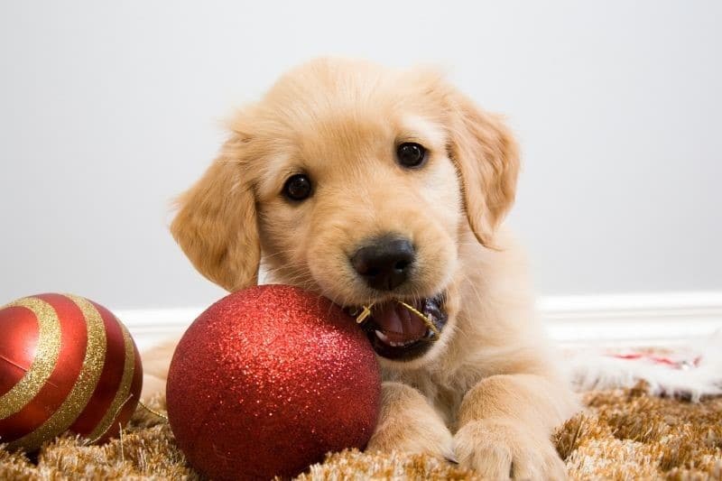 Perro mordiendo una bola de navidad