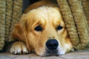 Depresión en perros