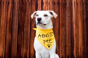 perro adoptado esperando nuevo hogar