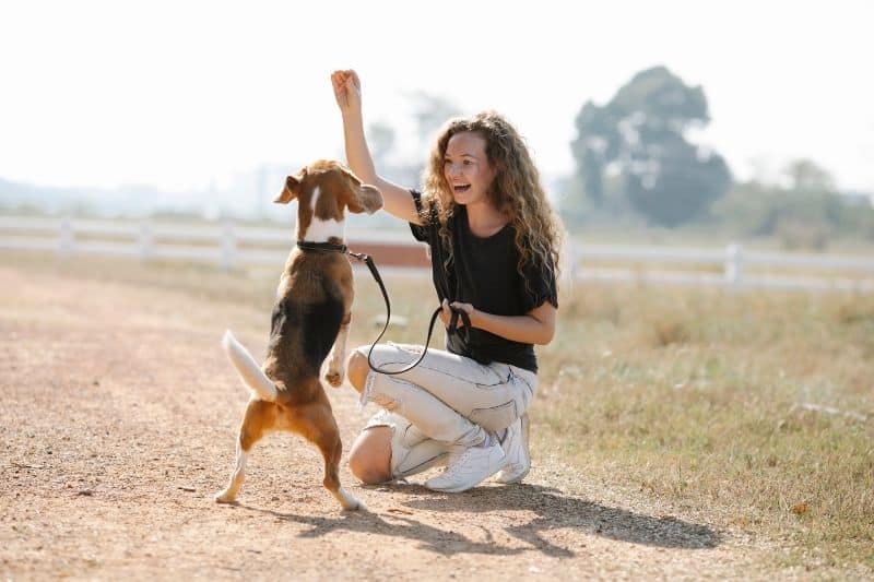 educador canino