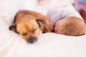 Bebés y perros