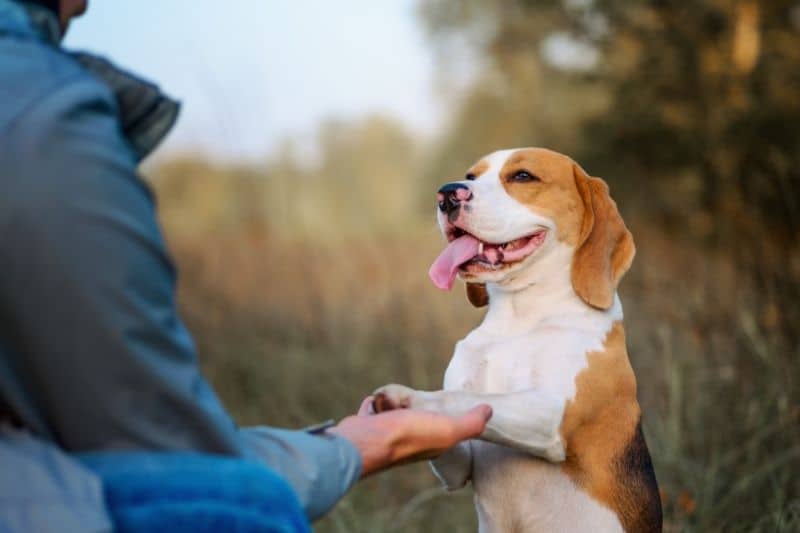 Educación canina para evitar ladridos