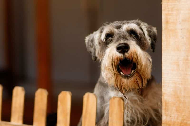 Perro ladrando por miedo