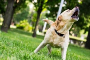 Qué puedo hacer si mi perro ladra mucho