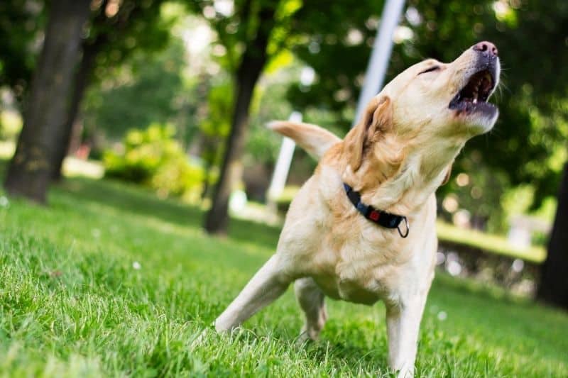 Qué puedo hacer si mi perro ladra mucho