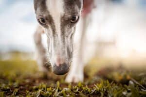 mantrailing como funciona y consejos