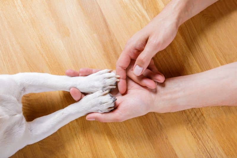 tos de las perreras perro y humano