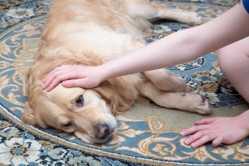 tratamientos y cuidados en casa para perros enfermos