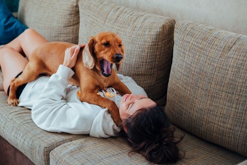 amor de perros