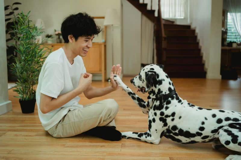aprender trucos con perro
