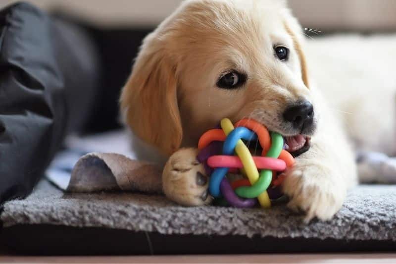 mordedores para perros