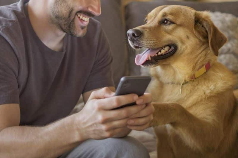 perro escuchando sonidos