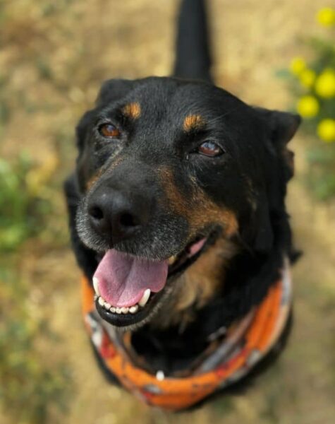 Perro adoptado proyecto solidario Perro adoptado proyecto solidario