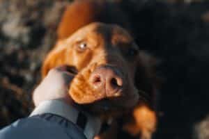 donde acariciar a un perro