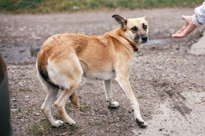 perro asustado