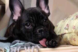 mi perro se lame mucho las patas