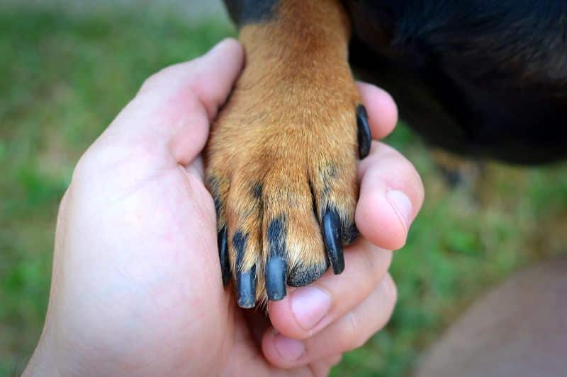 pata derecha de perro